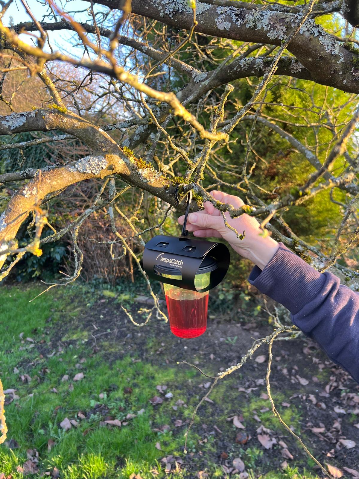 PIÉGEAGE DES FRELONS ASIATIQUES : L’EMPLACEMENT DU PIÈGE FAIT TOUTE LA DIFFÉRENCE