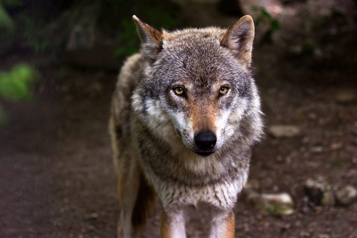 UN ANIMAL RETROUVÉ MORT SUR L’A34 : LA PISTE DU LOUP PRIVILÉGIÉE