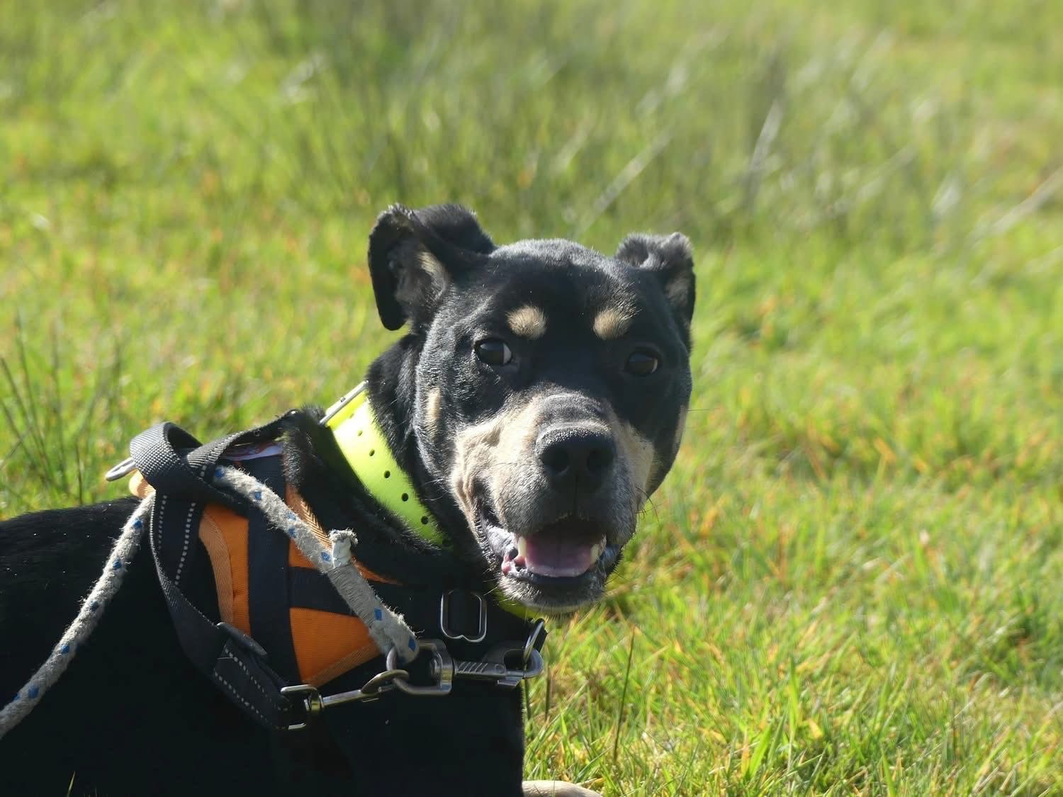 UN CHIEN RETROUVÉ MUSELÉ ET AFFAMÉ : ROX SAUVÉ PAR LES GENDARMES DANS LES ARDENNES