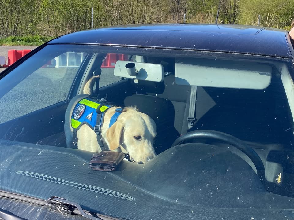 OPÉRATION ANTIDROGUE ET CONTREBANDE : GROS DISPOSITIF SUR LA FRONTIÈRE