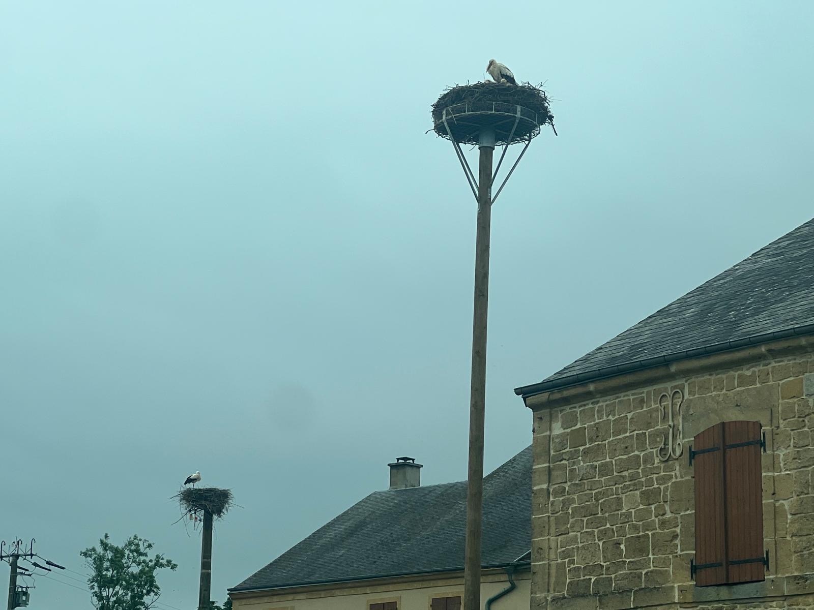 LES CIGOGNES PROVOQUENT UNE PANNE GÉNÉRALE D’ÉLECTRICITÉ